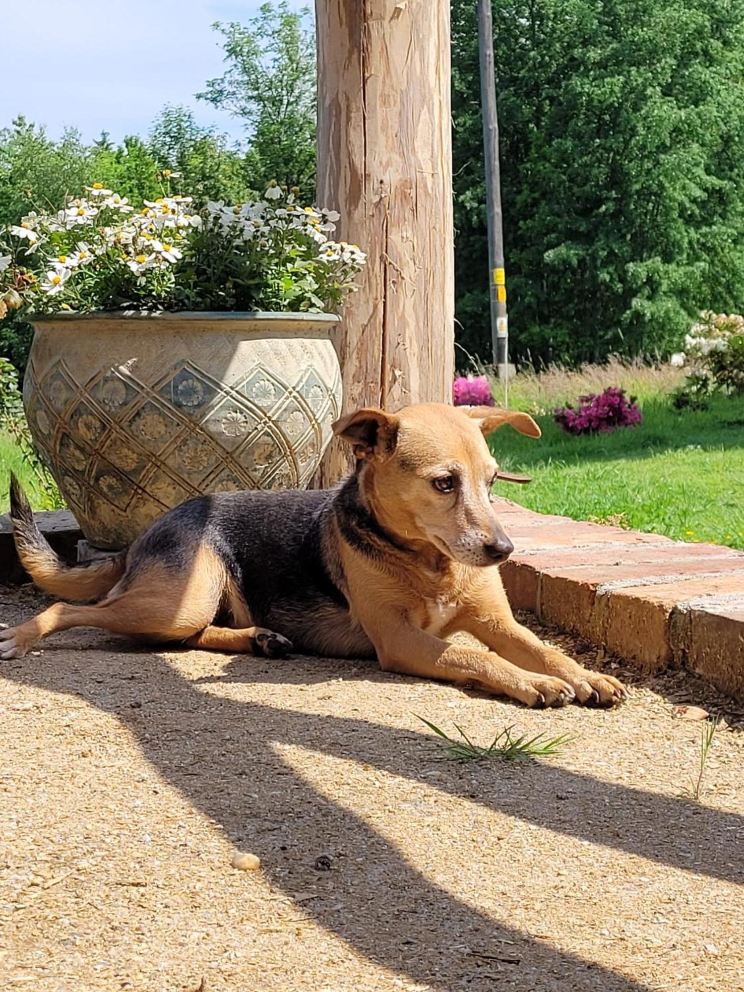 Roze I Jablonie Agroturystyka Gryfów Śląski エクステリア 写真
